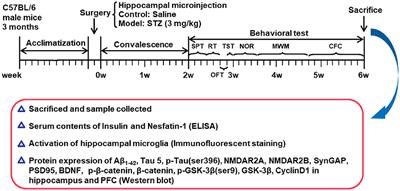 Impaired Learning and Memory Ability Induced by a Bilaterally Hippocampal Injection of Streptozotocin in Mice: Involved With the Adaptive Changes of Synaptic Plasticity